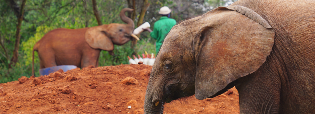 Two elephants at Sheldrick Wildlife Trust