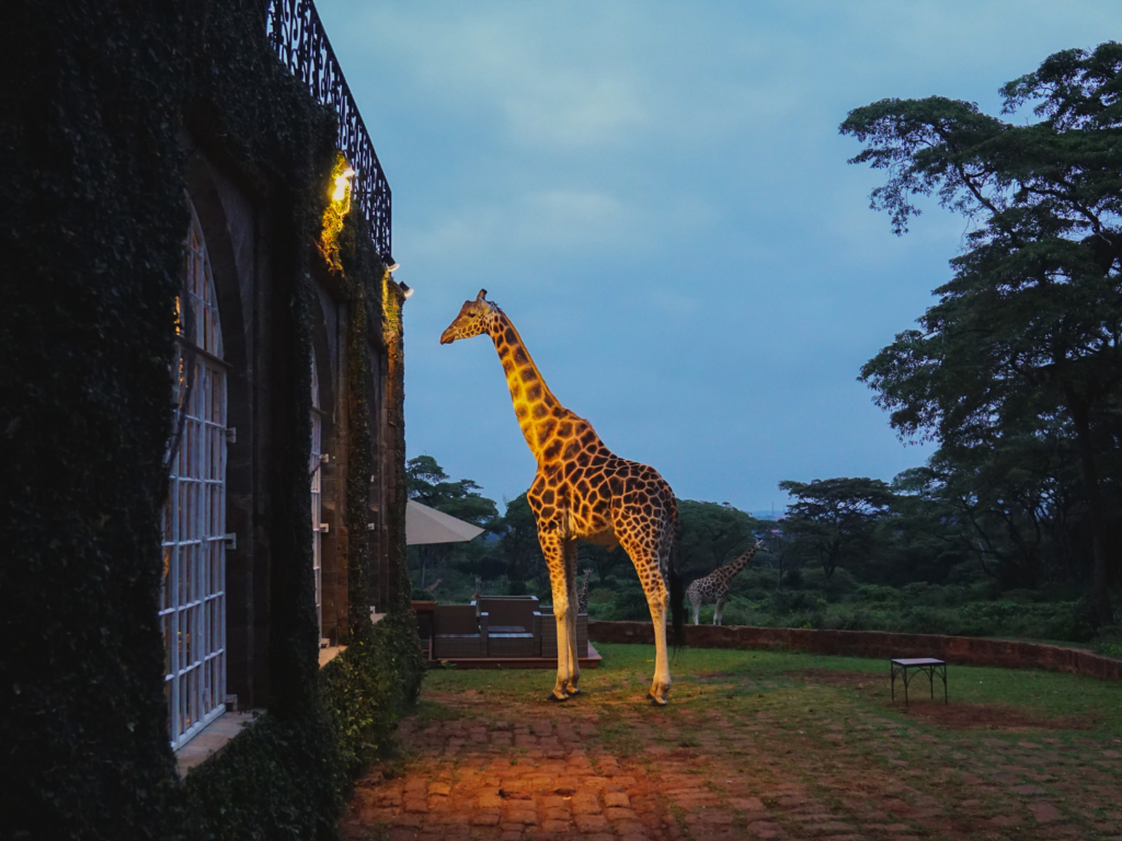 giraffe in the early morning at Giraffe Manor