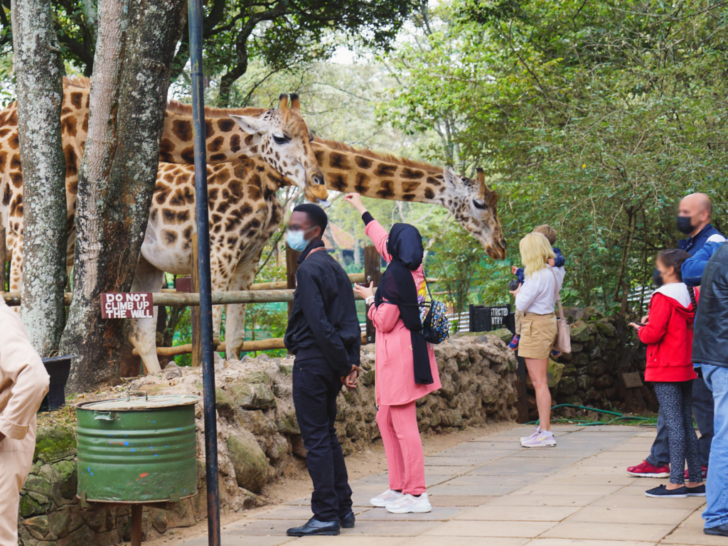 group of people feeding giraffes at the giraffe centre in Nairobi, Kenya