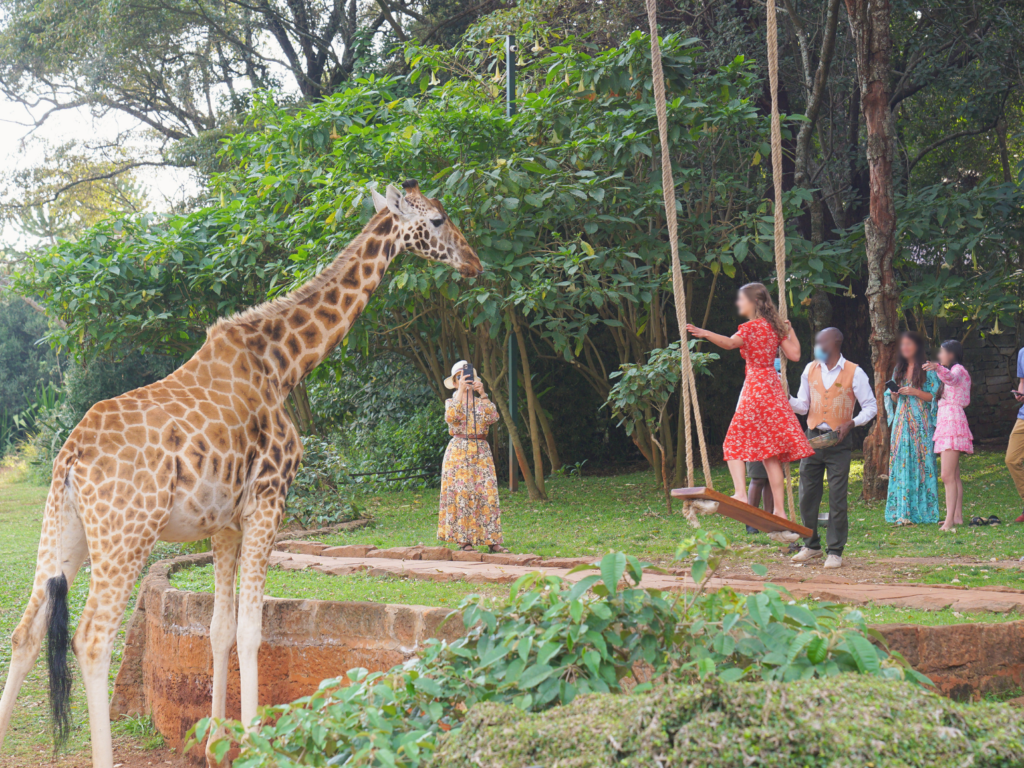 Giraffe Manor guests posing on a garden swing while feeding the giraffes