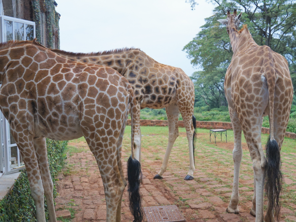 Three giraffes standing outside Giraffe Manor, Nairobi, Kenya