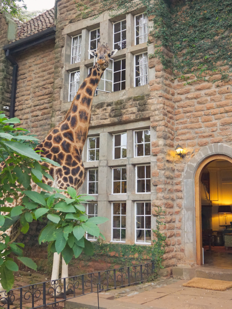 Edd the giraffe looking into windows for pellets at Giraffe Manor