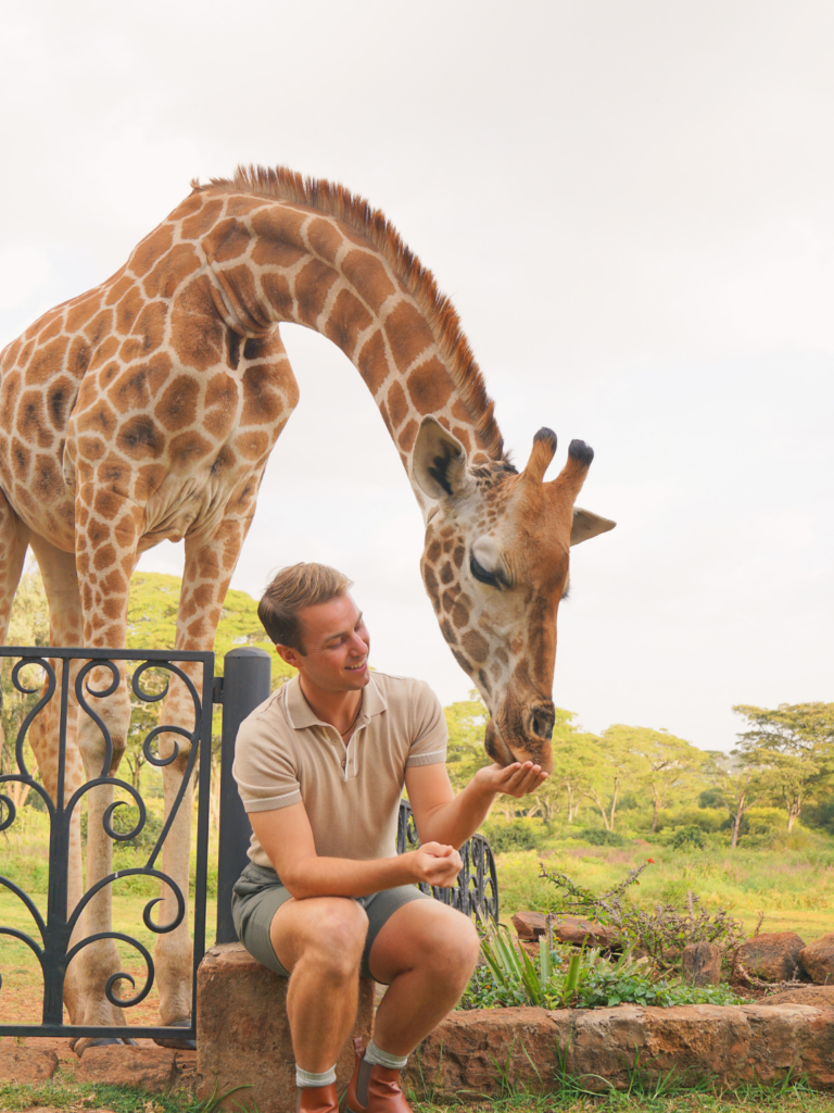 Young man sitting feeding a giraffe at Giraffe Manor