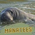 Meeting Manatees