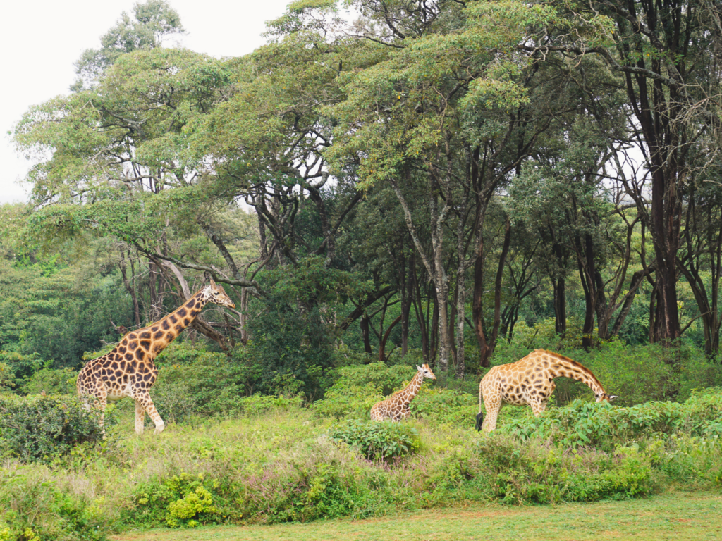 Rothschild's giraffes in the forest at Giraffe Manor, outside Nairobi, Kenya