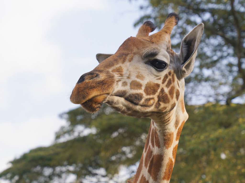 Rothschild's giraffe face at Giraffe Manor