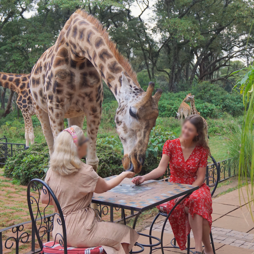 Guests feeding the giraffes at Giraffe Manor