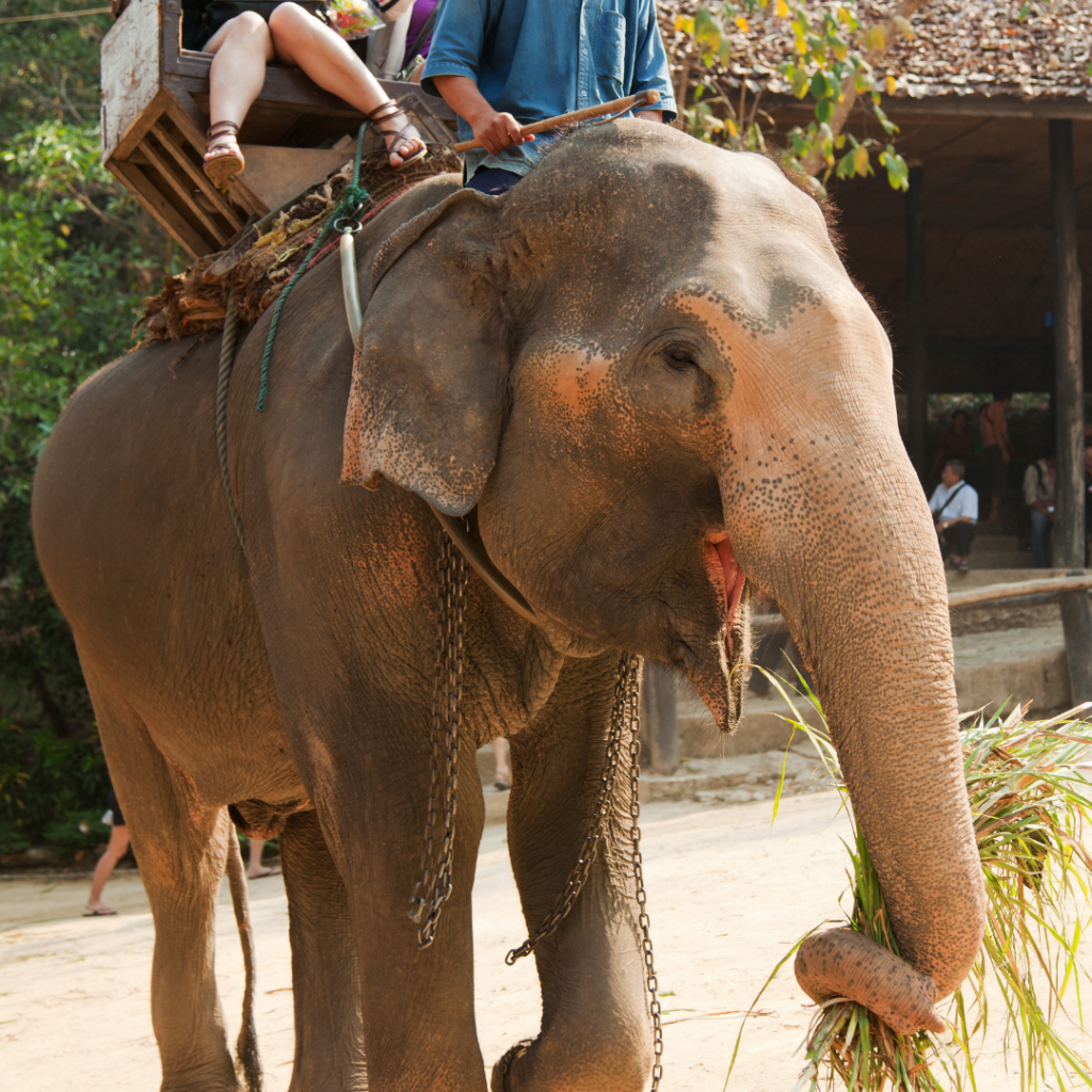 tourists atop an abused elephant used for riding