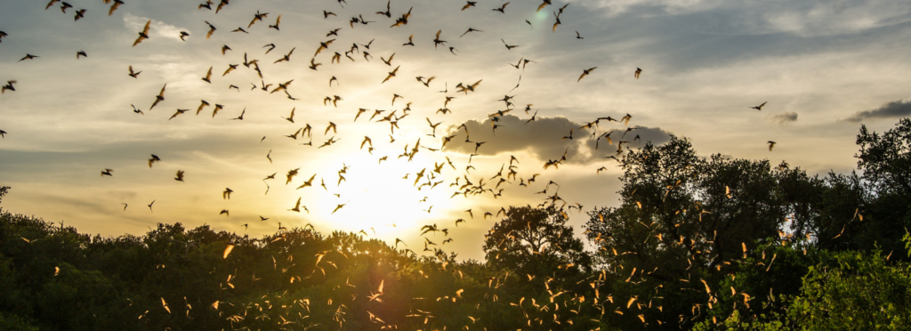 colony of Mexican free-tailed bats flying out of Bracken Cave