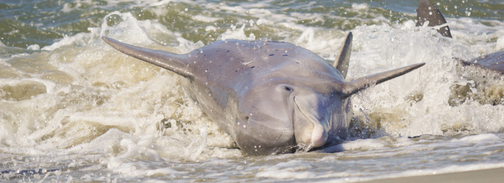 Strand feeding bottlenose dolphin on Kiawah Island South Carolina