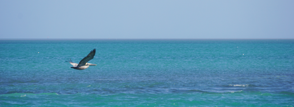 Brown pelican flying over the ocean near Key West