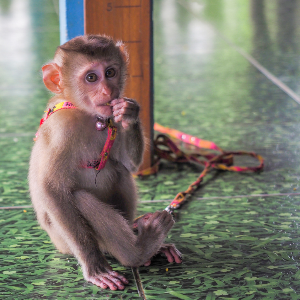 Tethered young monkey used to attract paying tourists.