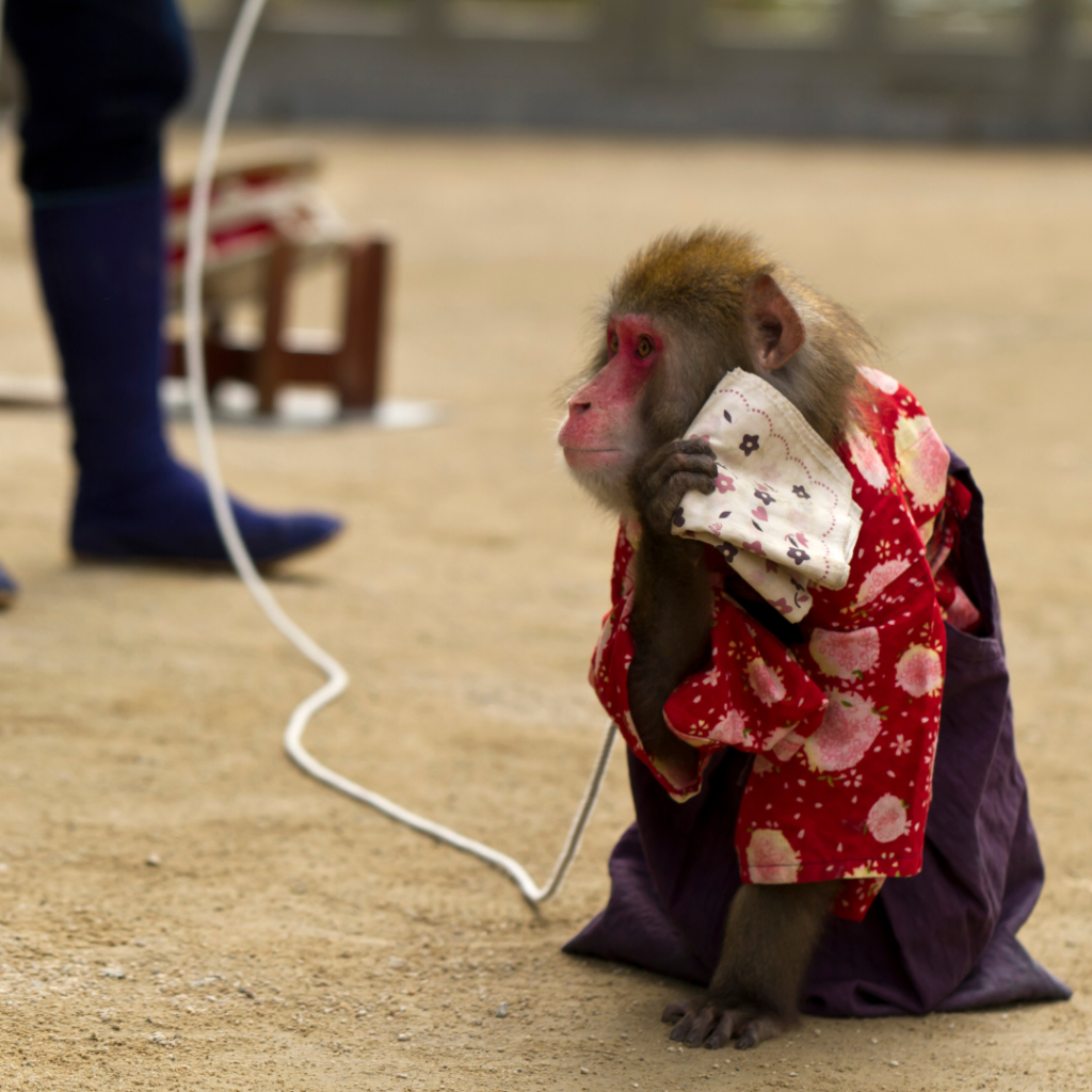 chained monkey dressed up to attract paying tourists