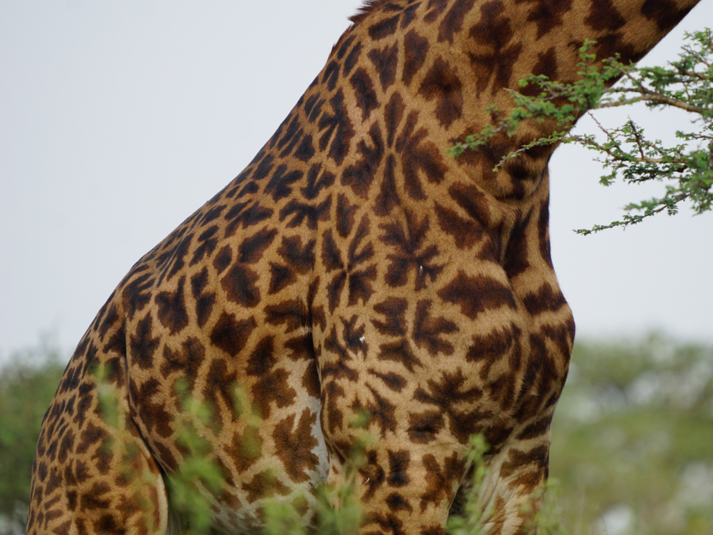 Masai giraffe pattern