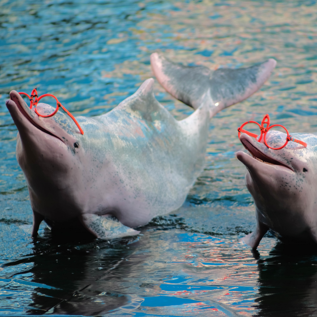 performing dolphins forced to do tricks and where glasses