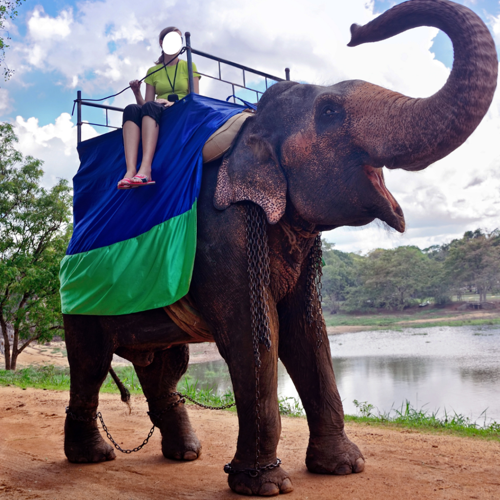 chained elephant used for selfies with tourists