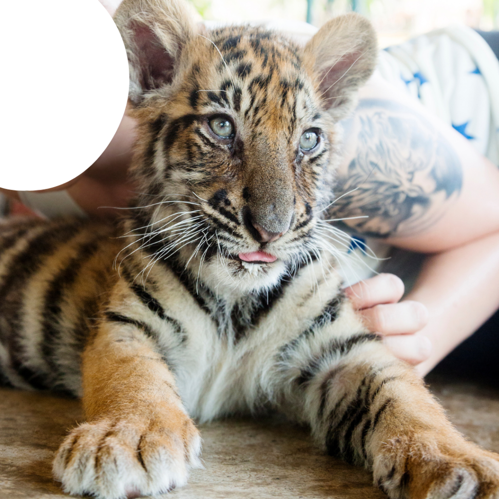 Tourist posting with a captive tiger cub on vacation