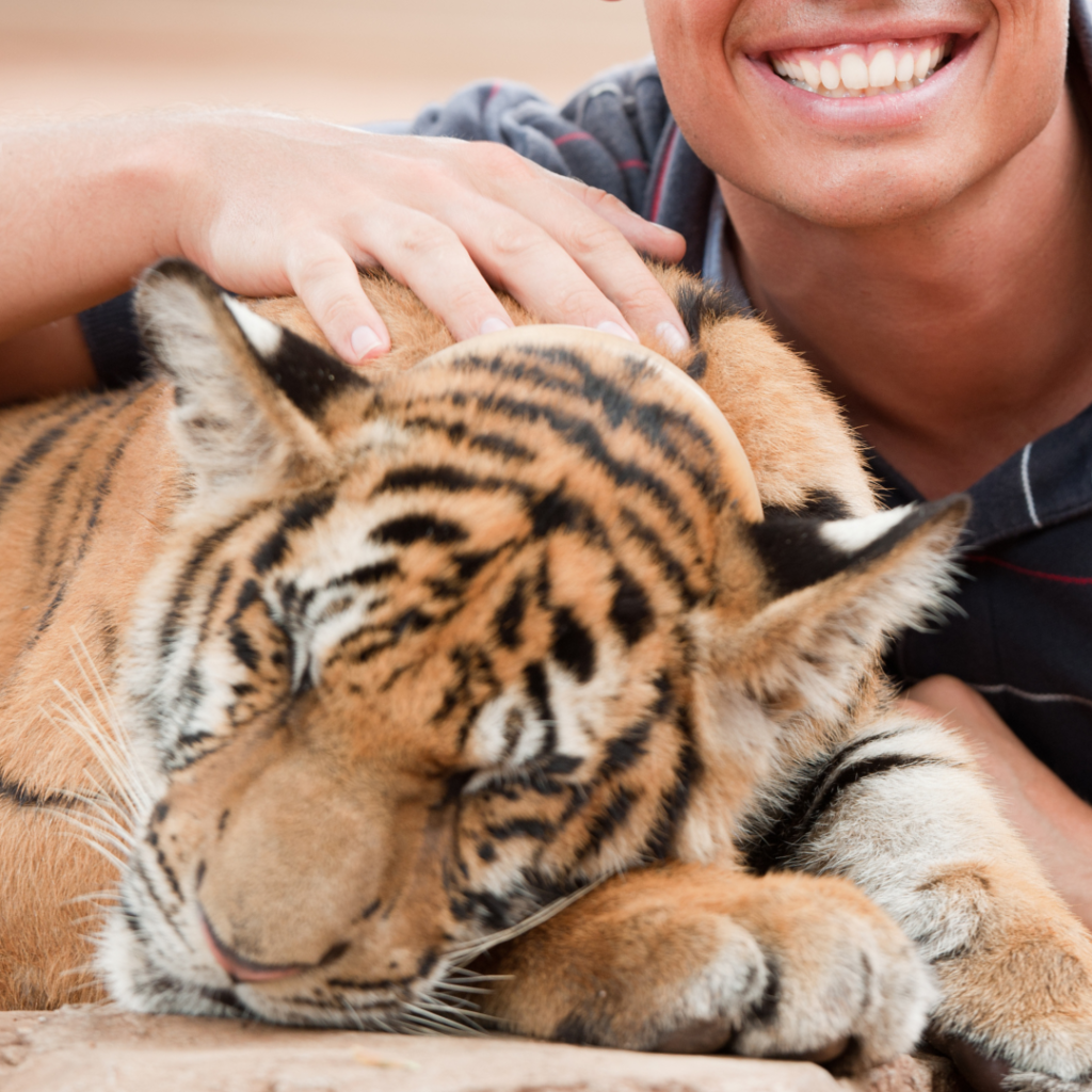 chained sleeping tiger cub forced to pose for photos with paying tourists