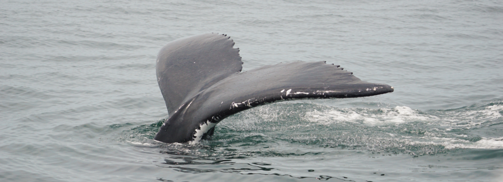 whale tail disappearing in the surf