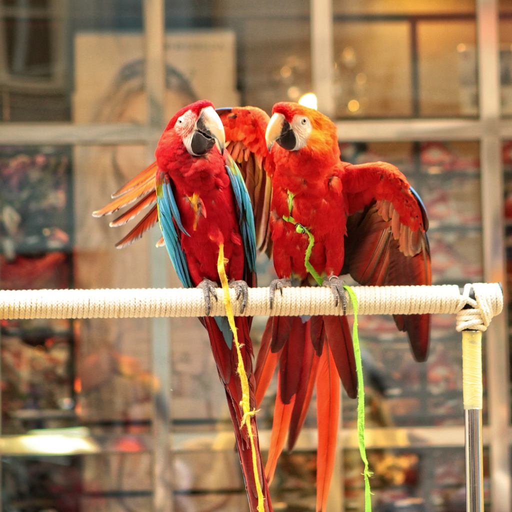 leashed macaws used as photo props on the street