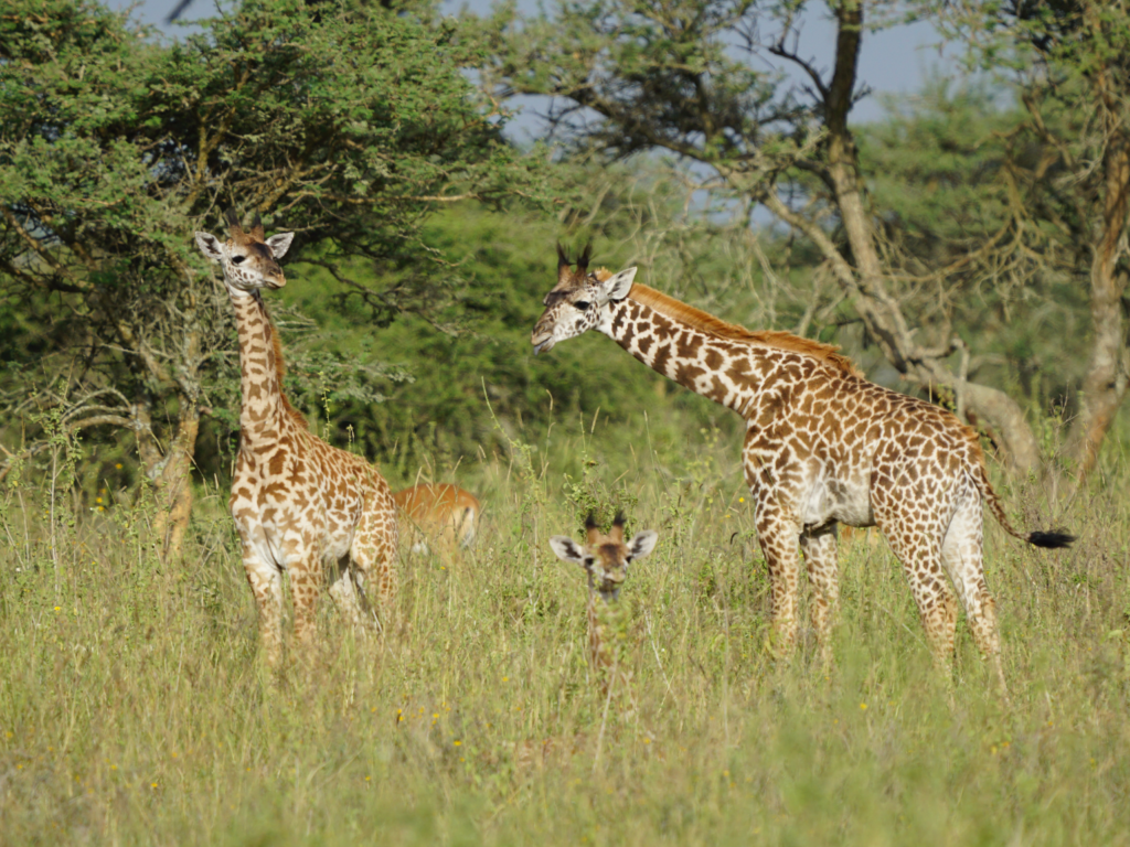 three baby giraffes Nairobi National Park