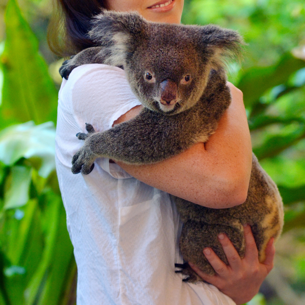 Tourist posing with a captive koala