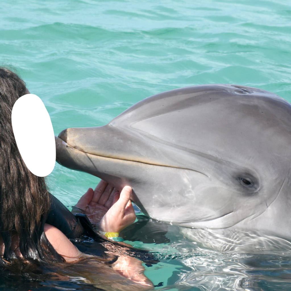 performing dolphins forced to interact with tourists for kisses