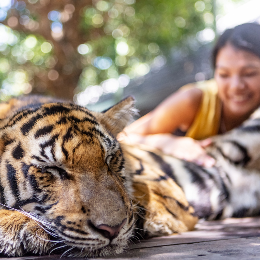 Tourist posing with a sleeping tiger for a wildlife selfie