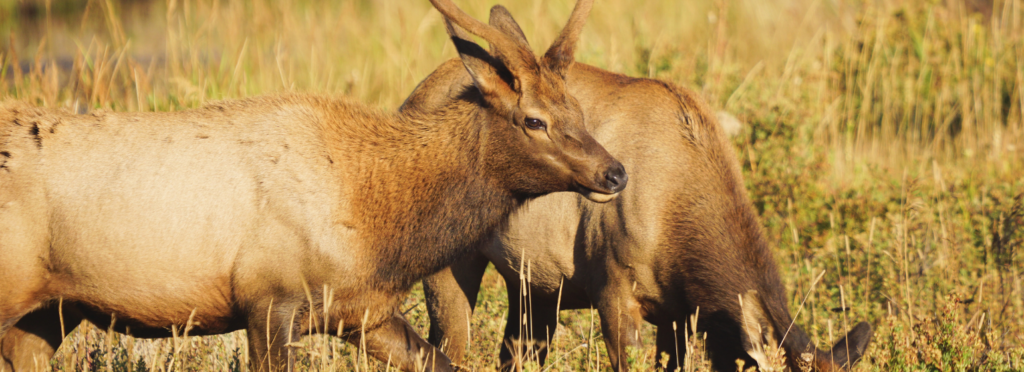 Adolescent bull elk and cow grazing in Moraine Park, Rocky Mountain National Park