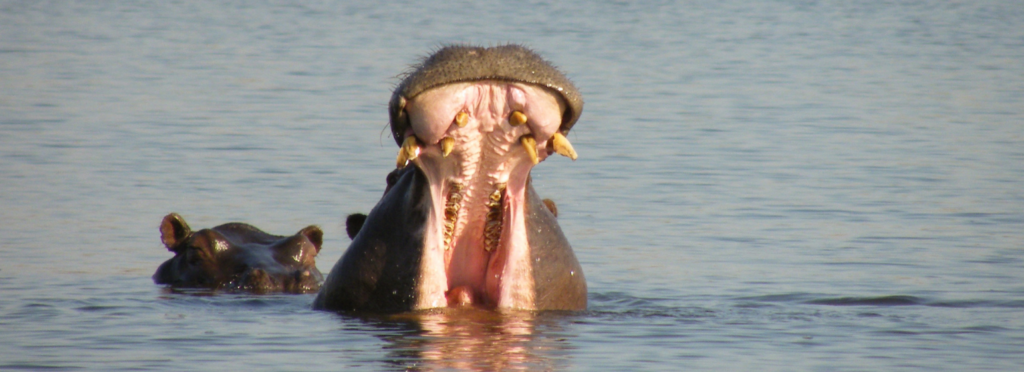 two hippos with their mouth open in the water of Botswana's Okavango Delta