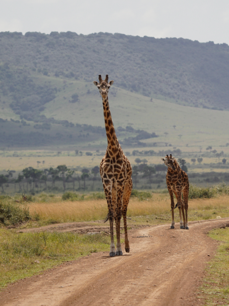 Masai giraffes in Masai Mara National Reserve, Kenya.