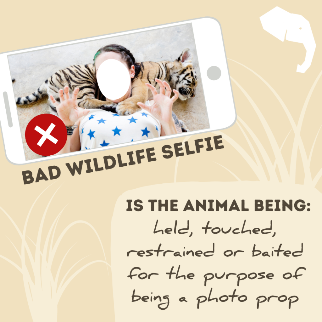 Bad abusive wildlife selfies