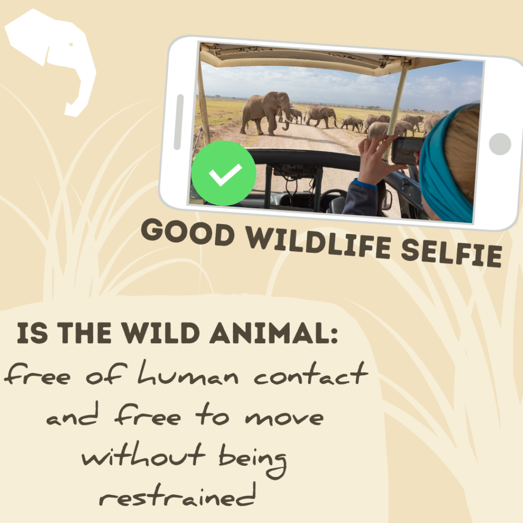 good ethical selfies with wildlife