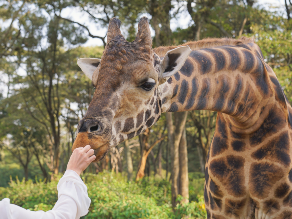 Guests at Giraffe Manor hand feeding giraffes