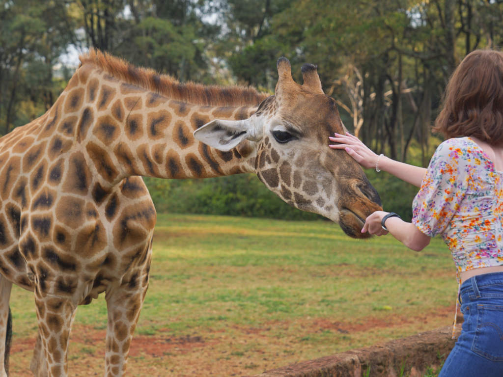 Guests at Giraffe Manor hand feeding giraffes