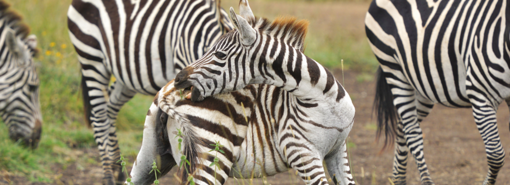 Plains zebra using it's teeth to scratch an itch on its tail