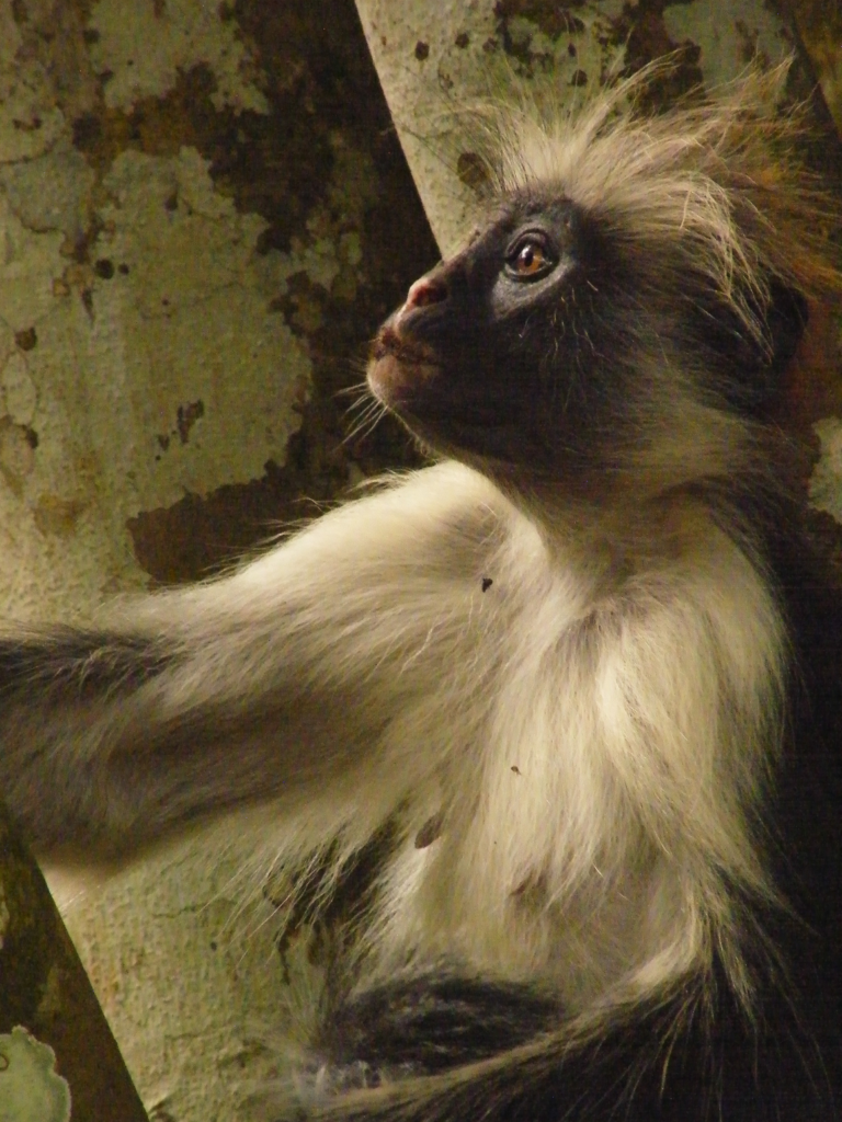 Zanzibar red colobus monkey at Jozani-Chwaka Bay National Park.