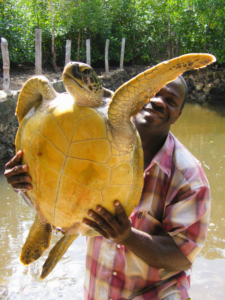 sea turtle being held at an Unethical sea turtle attraction on the island of Zanzibar