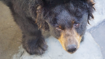 Cherokee Bear Zoo black bear