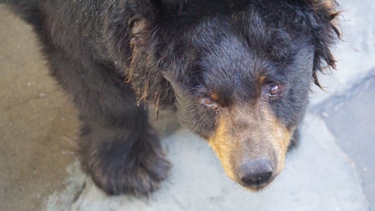 Cherokee Bear Zoo black bear