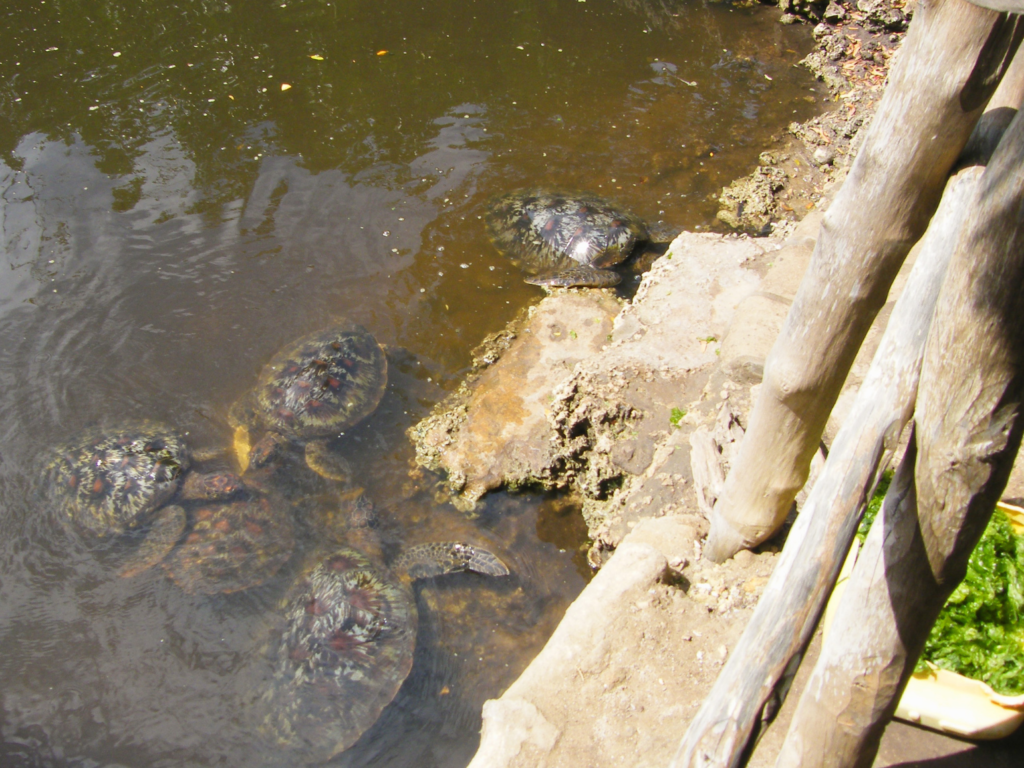 Trapped sea turtles at an Unethical sea turtle attraction on the island of Zanzibar