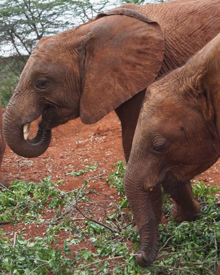 two orphaned elephant calves eating leaves