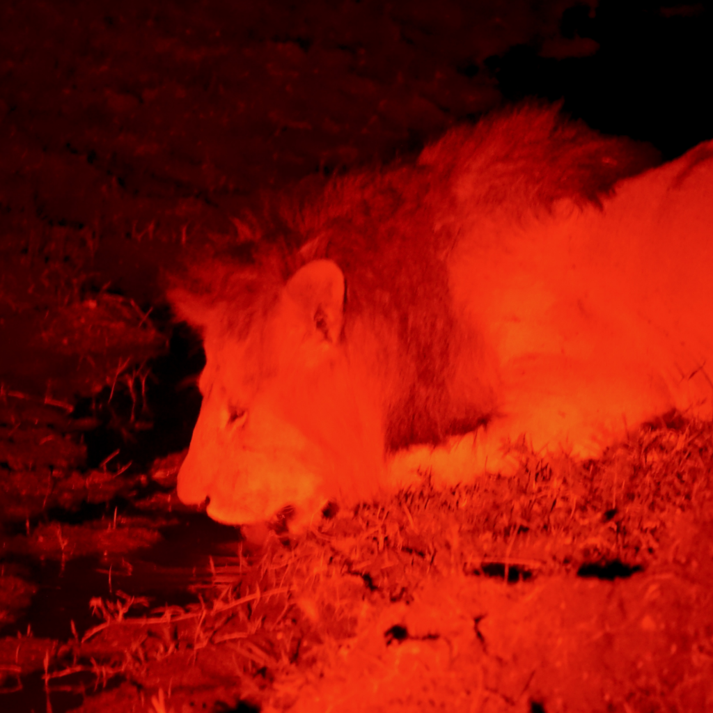 red lit male lion drinking water during a night game drive safari