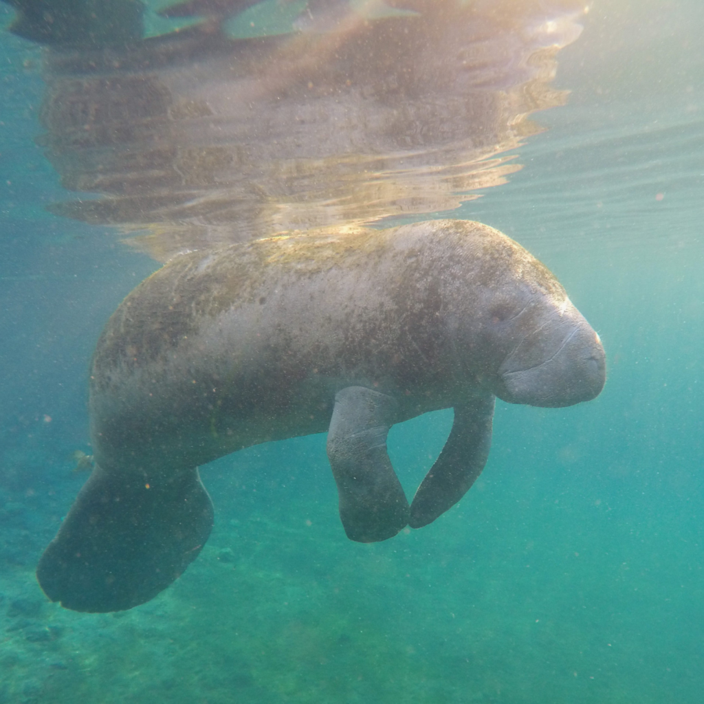 Florida manatee swimming in Crystal River