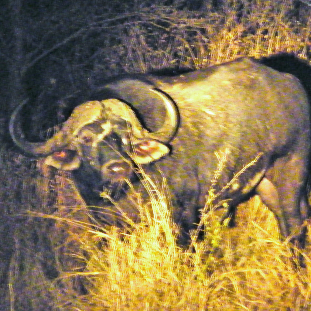 male African cape buffalo at night in Kruger National Par