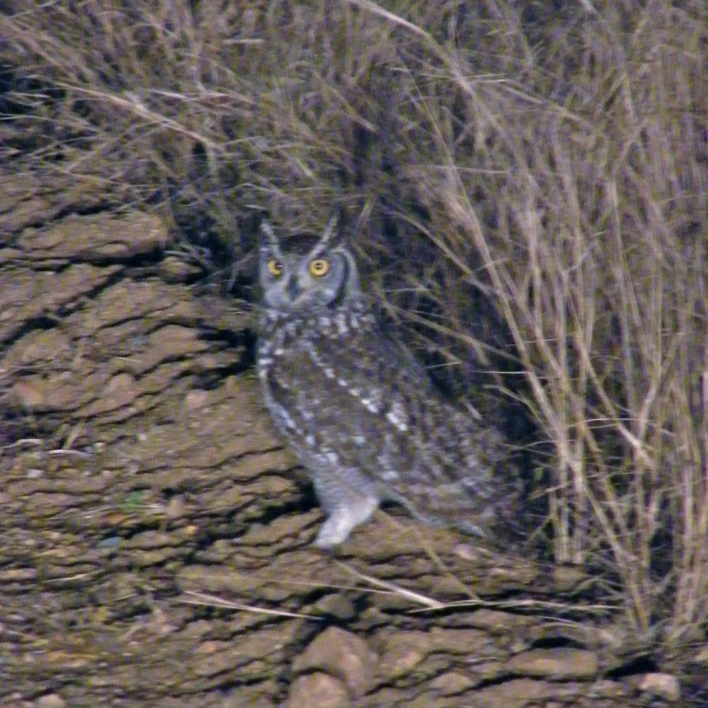 African spotted eagle owl on the ground during a night game drive in South Africa