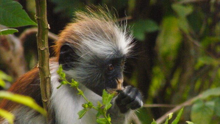 Zanzibar red colobus monkey at Jozani-Chwaka Bay National Park.