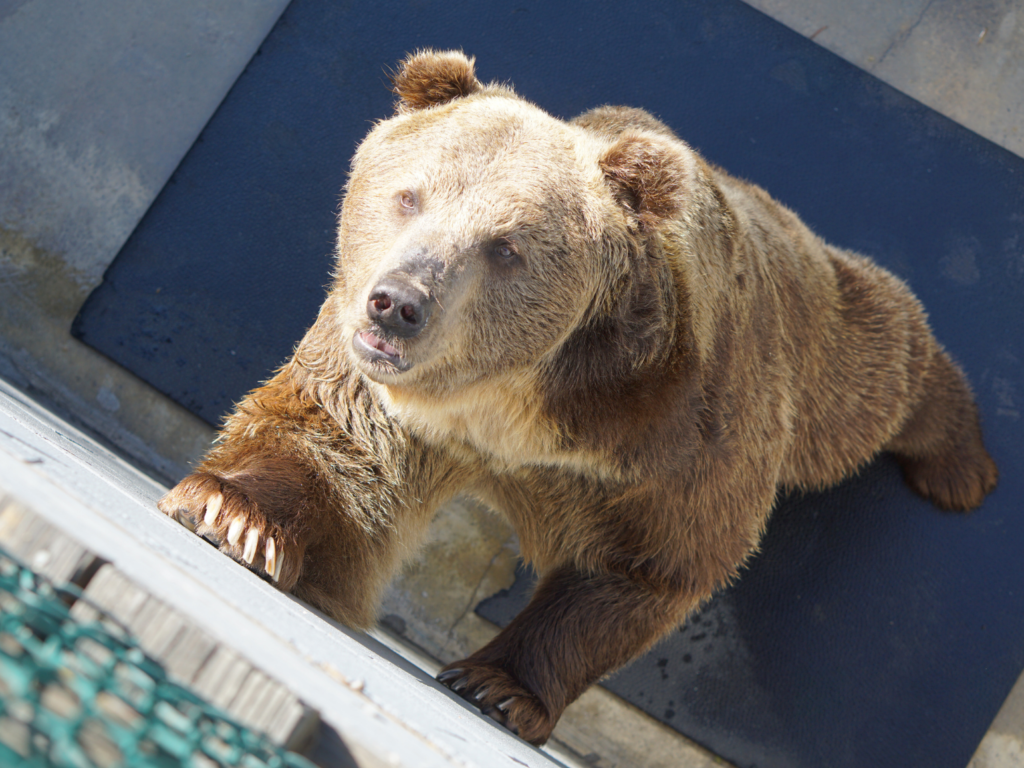 Brown bear begging for food at Cherokee Bear Zoo