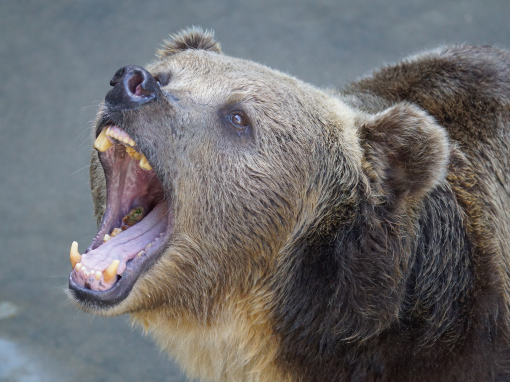 Brown bear with dental issues