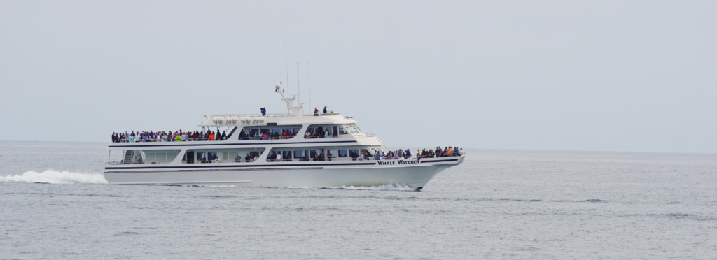 ethical whale watching tour